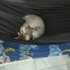 sinhphamnguyen1