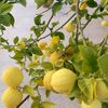 citronvert71