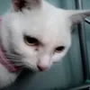 cookie_and_oreo_