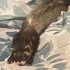roomytick