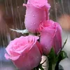 haiderfarhanaltamimi