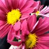 ahlamdz6352