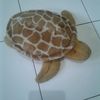 sar_piis5d