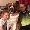 alfie_st_bernie