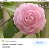 aleonapopova0