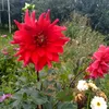 ilizara.31