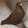 pigeonempireuk