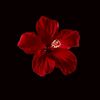 fatma62717