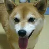 toncyan