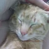chinhomun