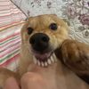 rynsmossne