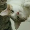 natox_fr