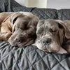 drowwwzzz