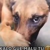 chekscoo