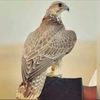 ali.._119