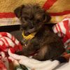 pixielushorkie