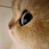 __abady__