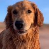 goldendoodleindie