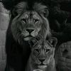 fidan_s_ova177