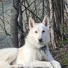mountainhuskyadventures