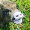 chocy.the.pig