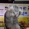 maxwellcat40