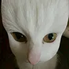 toolazytofindanusername