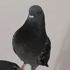 alex_prhxd
