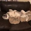 crazydogs50