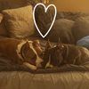 its_a_pittie_party