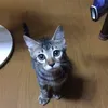 kiji_tora0