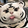 rachacha_