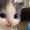 mitbuwi
