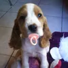 ʚ𝙲𝚊𝚕𝚕𝚒𝚡🐶