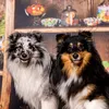 luna.stella_sheltie