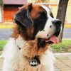 hachiark9