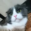 xbosik