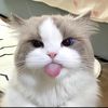 azmiwww_21