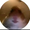 ilikerxcoons