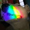 mypetsoutofcontrol_