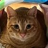 justpj22