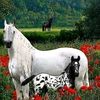 user370312353345