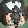 jehana_fawa