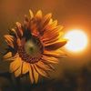 sunflowerdazer