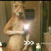 franckz_joel