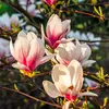 sweet_magnolias_