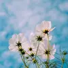 smileonfocus
