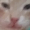 touil_