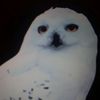 nightowl334