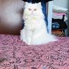 sofiat848